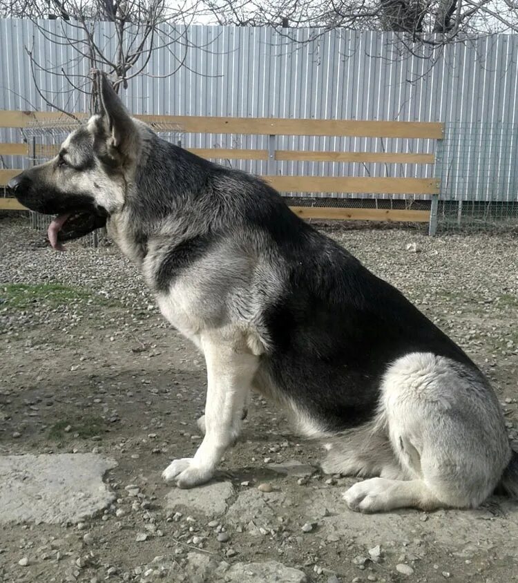 восточно европейская овчарка окрас. зонарные восточно европейские овчарки. щенки вео светлые. восточно европейская овчарка окрас. восточно-европейская овчарка чепрачная.