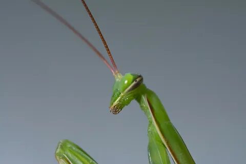 Mantis religiosa male portrait (229537851).jpg.