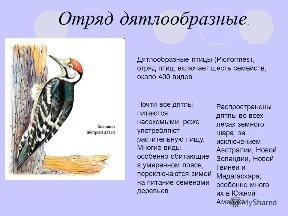 9 отрядов птиц. Отряд птиц Дятлообразные представители. Признаки отряда Дятлообразные. Признаки отряда децелообразные. Дятлообразные птицы характеристика.