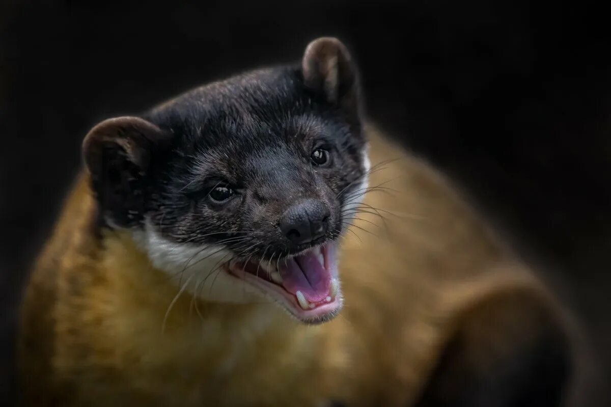 Хищное млекопитающее на флагах 5 государств. Млекопитающие животные из красной книги россии. Хищное млекопитающее на флагах 5 государств. Хищное млекопитающее на флагах 5 государств. Харза уссурийская.