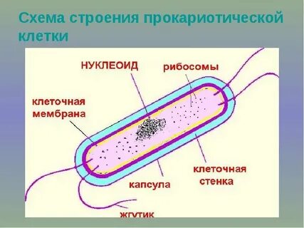 Строение прокариотической клетки