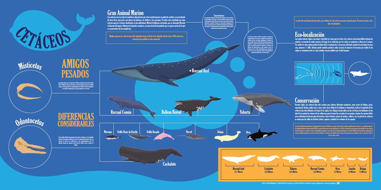 Кит инфографика. Китообразные инфографика. Синий кит инфографика. Касатка инфографика.
