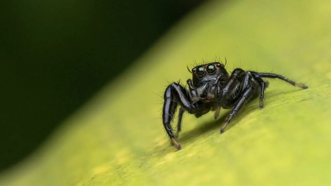 File:Jumping spider (9225444798).jpg - Wikimedia Commons