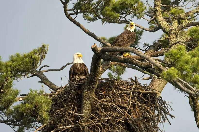 First Eaglet Has Hatched! Bald eagle, Beautiful birds, Birds