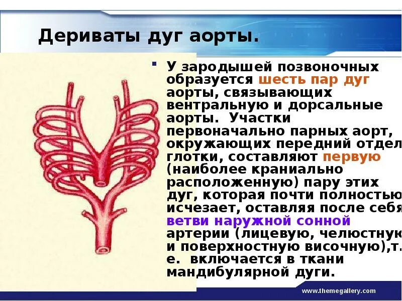 Перечислите ветви дуги аорты. Артериальные дуги у позвоночных. Вентральные и дорсальные аорты. Дериваты жаберных дуг.