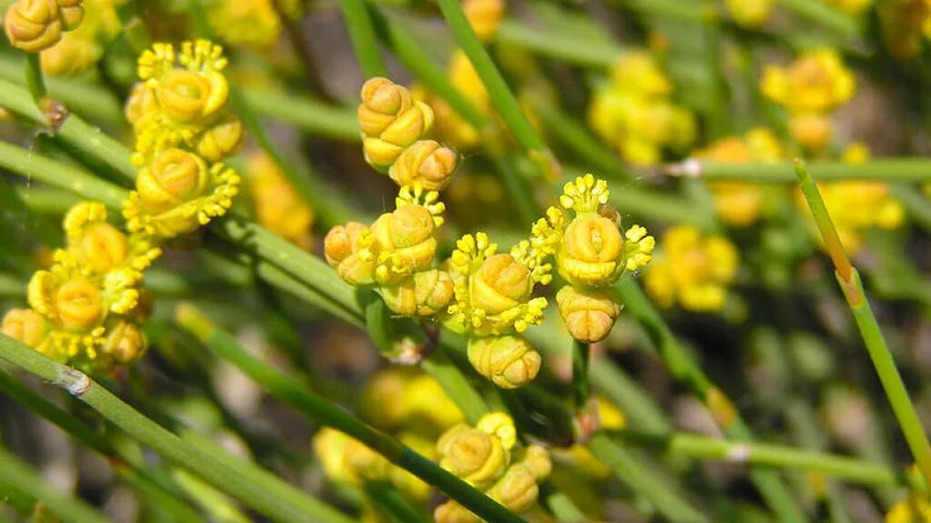 Эфедра хвощевая рисунок. Кузьмичева трава 6 букв. Кузьмичева трава 6 букв. Кузьмичева трава 6 букв. Хвойник двухколосковый ephedra distachya.