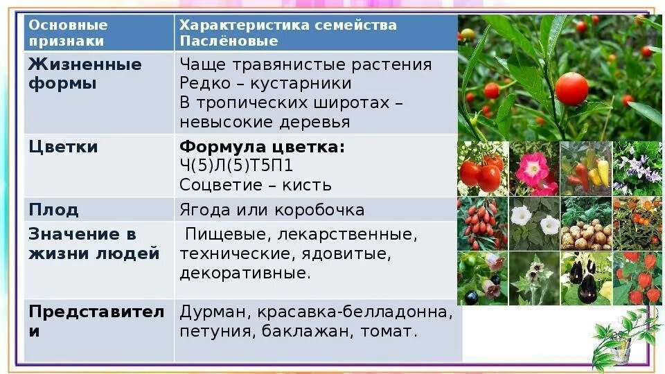Растения семейства пасленовых ответ. Характеристика семейства Пасленовые 6 класс таблица. Общая характеристика семейства Пасленовые (Solanaceae).. Класс двудольные Пасленовые растения. Характеристика семейства класса двудольные растения.