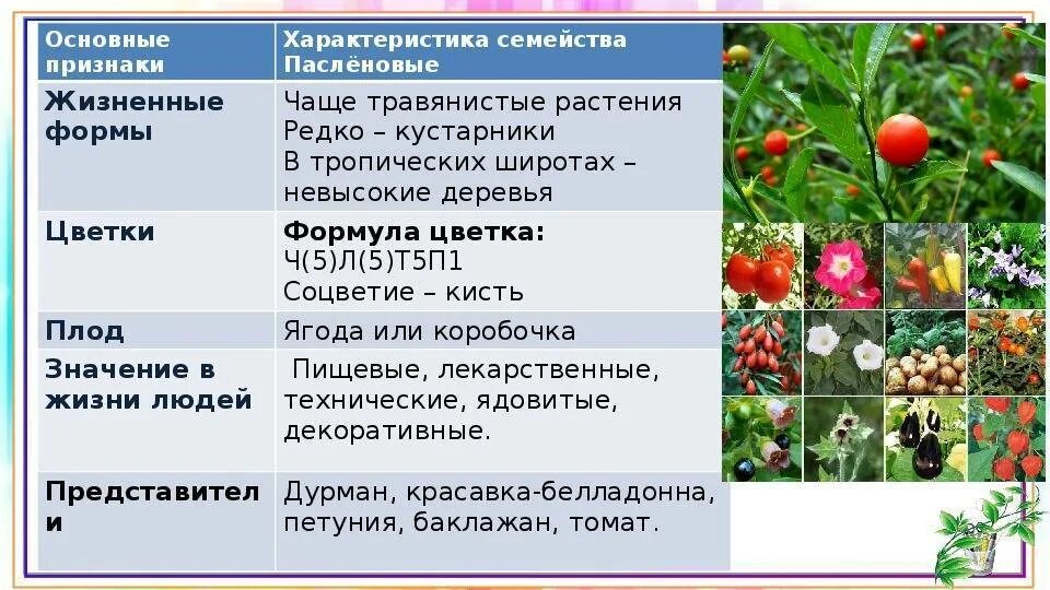 Основные свойства растения. Характеристика семейства Пасленовые 6 класс таблица. Общая характеристика семейства Пасленовые (Solanaceae).. Класс двудольные Пасленовые растения. Характеристика семейства класса двудольные растения.