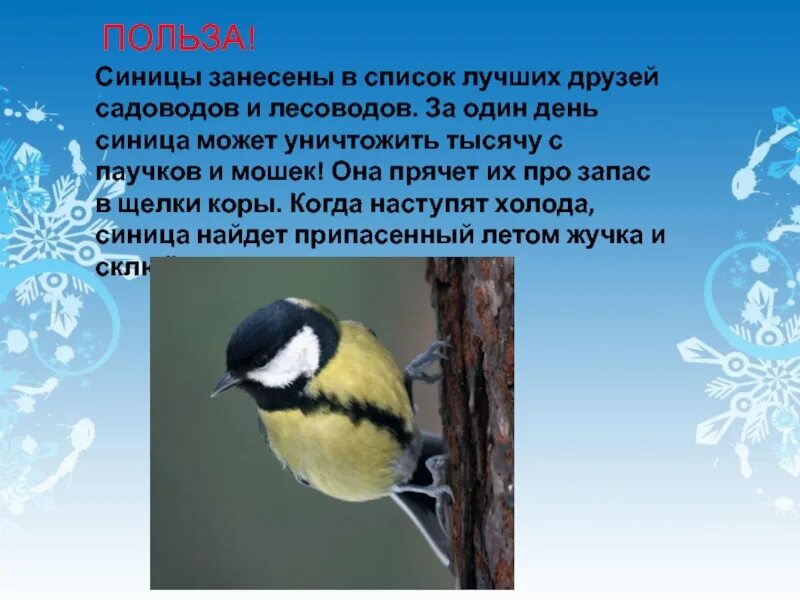 Текст про синицу. Презентация на тему синица. Рассказ про синичку. Описание синицы. Интересные факты о синичках для детей.