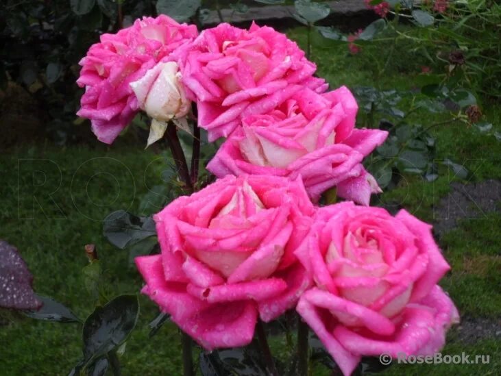 улица розы изабеллы. изабель аубрет роза. роза изабелла росселлини энциклопедия. роза росселлини. роза шраб "isabelle renaissance", изабель ренессанс.