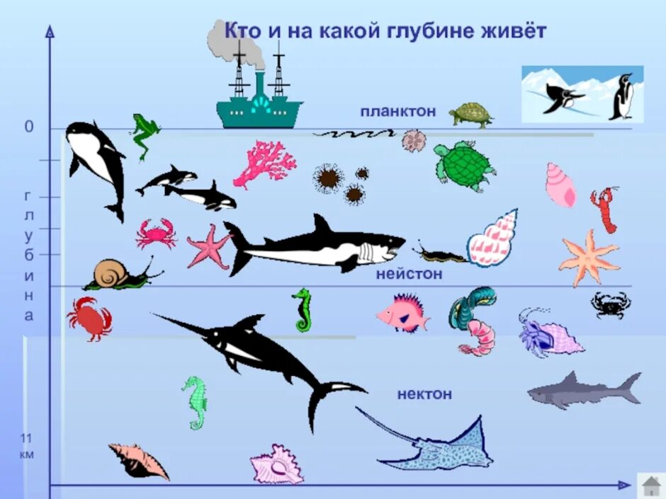 Морские обитатели на разных глубинах. Обитатели морских глубин для детей. Морские обитатели на разных глубинах океана. Водные обитатели по глубине. Примеры водных групп