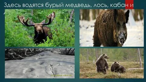 Здесь водятся