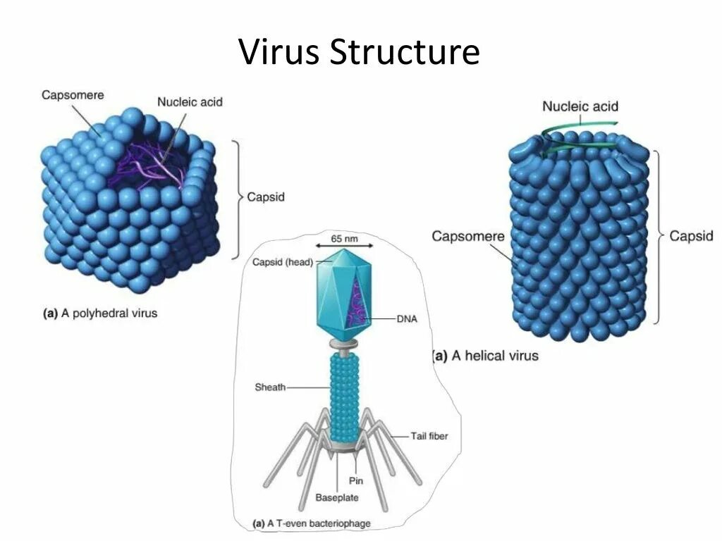 Types of viruses. Virus structure. Вирус в разрезе. Viral structure.