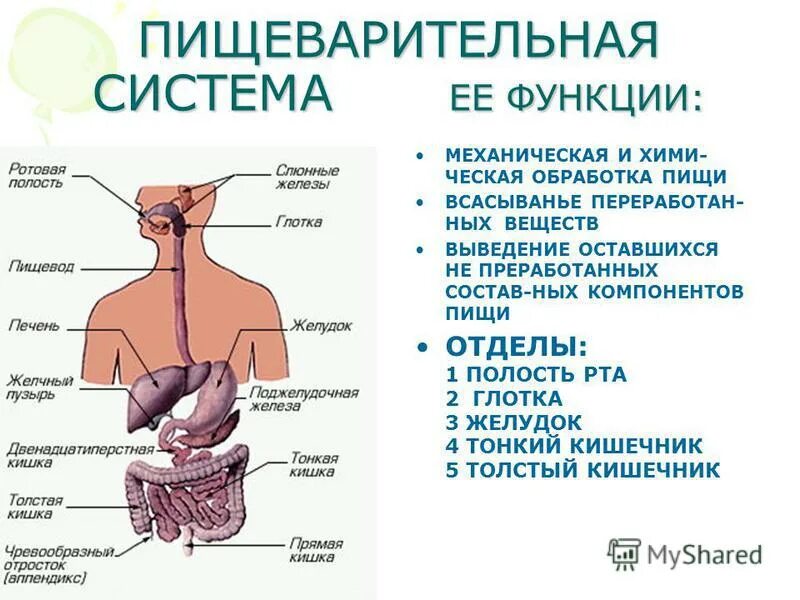 Какую функцию выполняют органы пищеварительной железы. Пищеварительная система человека ее отделы и функции. Функции пищеварительной системы человека анатомия. Пищеварительная система ее строение и функции. Отдел органы пищеварения функции.