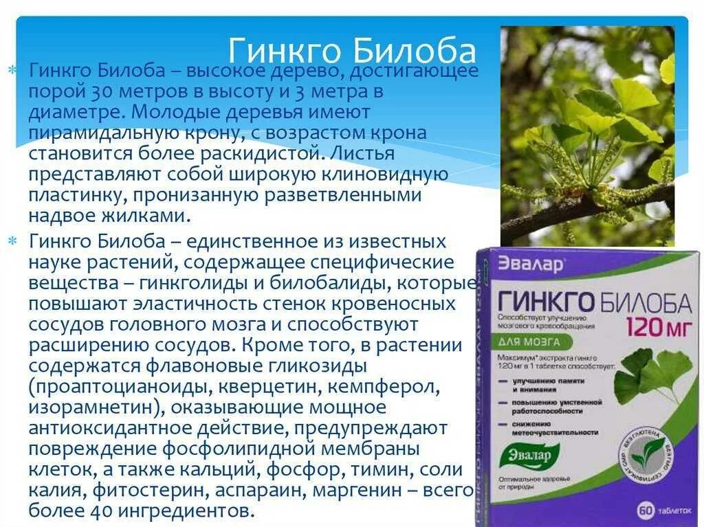 Гинкго вертекс. Гинкго билоба ерсаг. гинкго билоба характеристика растения. гинкго двулопастный лист. гинкго дерево.