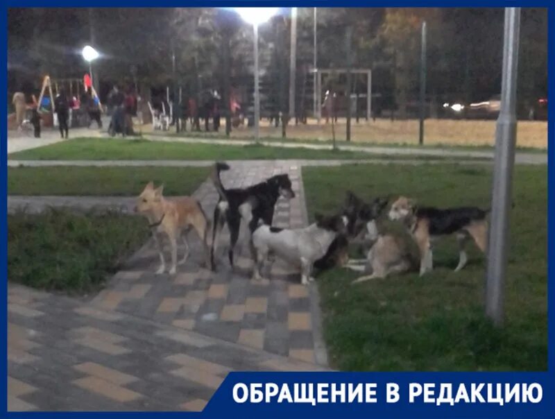 Нападение собак видео. Бродячие собаки в Волгограде. Город собак. Нападение бродячих собак. Бродячие собаки в городе.