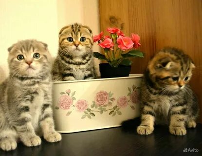 Шотландская кошка добрая