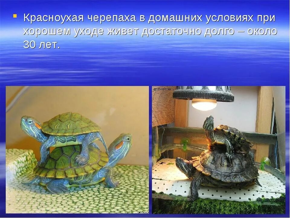 Черепахи 2 класс окружающий мир. Проект домашний питомец красноухая черепаха. красноухая черепаха презентация 3 класса. черепаха для презентации. презентация про красноухих черепах.
