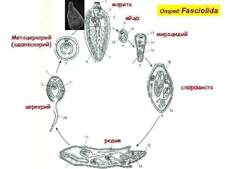 Церкарий яйцо спороциста мирацидий адолескарий Марита редия. Марита мирацидий редия спороциста. Марита мирацидий спороциста церкарий метацеркарий. Марита – яйцо – мирацидий – спороциста – редия – церкарий –. Спороцисты редии