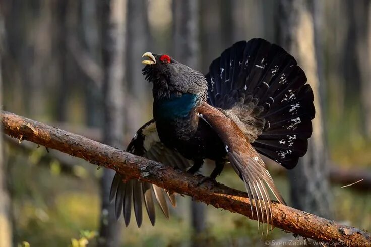 Pin on TETRAO Animals, Wildlife art, Wildlife