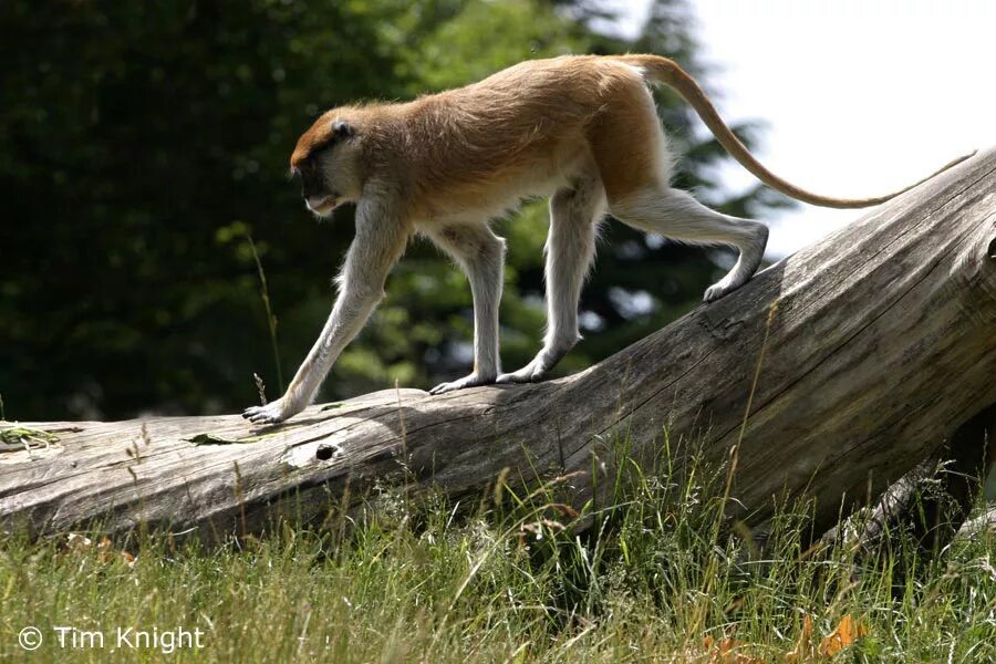 басни. мартышка проверочное. предложение со словом обезьяна 2 класс. роловейская мартышка. обезьяна с бумагой.