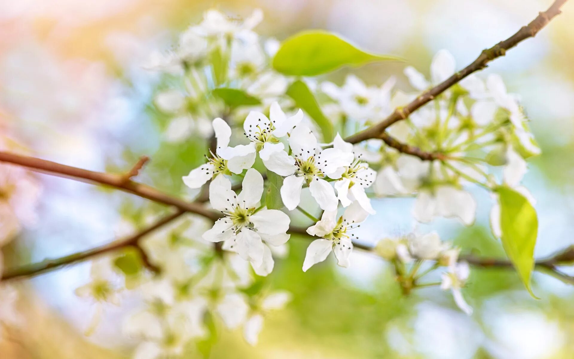 White spring. Цветение на белом фоне. Весенние обои Аппле.