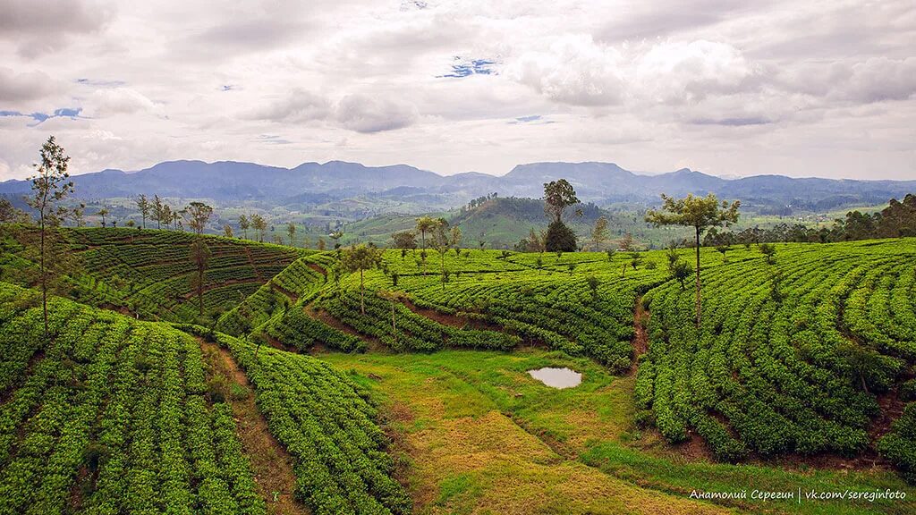 Виды плантаций. Анды Колумбия кофейные плантации. Чайные плантации Латинской Америки. Чайная плантация Эквадор. Плантации Шри Ланки Blue field.