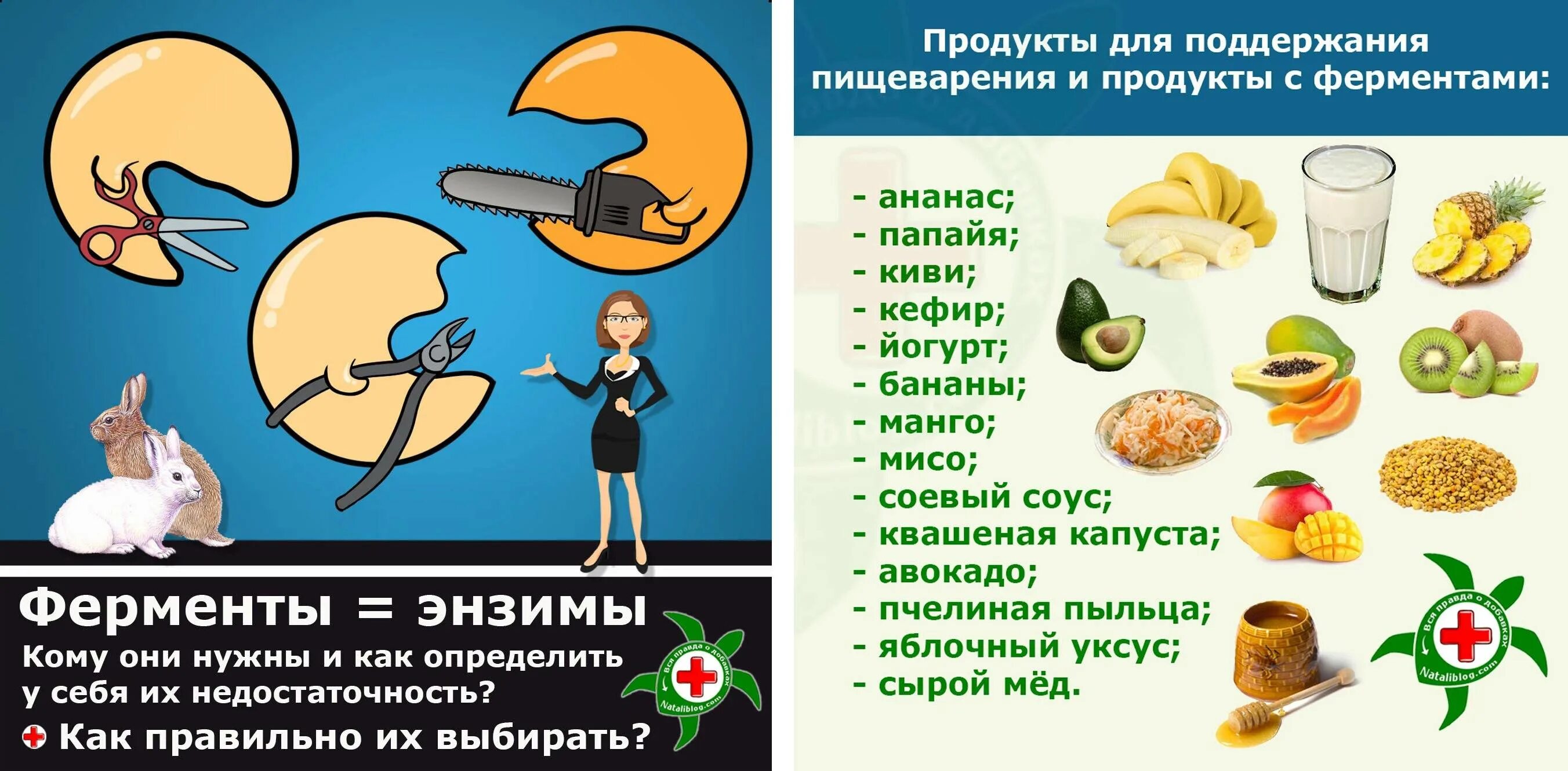 Продукты для пищеварения. Пища полезная для пищеварения. Полезные продукты для хорошего пищеварения. Пищеварительные продукты это.