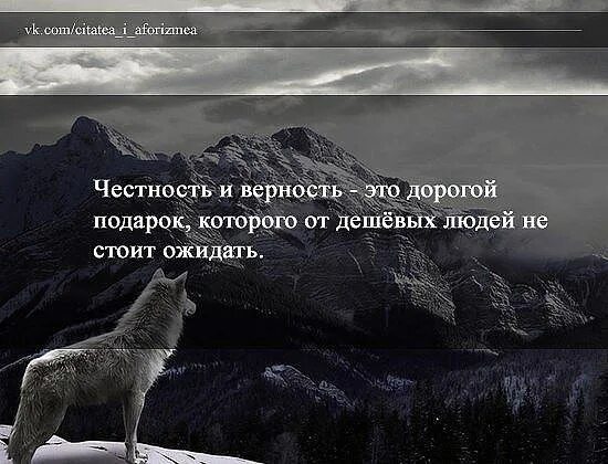 Цитаты волка. Цитаты про верность Волков. Честность и верность это дорогой подарок. Верность волка цитаты. Верность цели