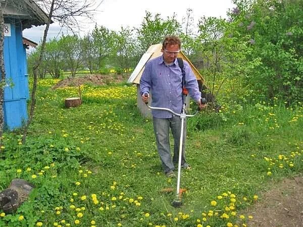 Как избавиться от одуванчиков на участке. Одуванчик в огороде. Борьба с сорняками в саду. Одуванчики и триммер. Борьба с сорняками одуванчик.