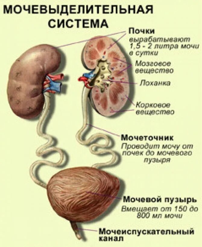 Возможные заболевания почек. Заболевания выделительной системы нарушения. Заболевания почек мочевыделительная система. Строение почек и мочевыводящих путей. Заболевание мочевой системы 8 класс.