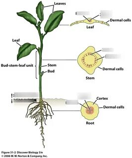 Plant systems