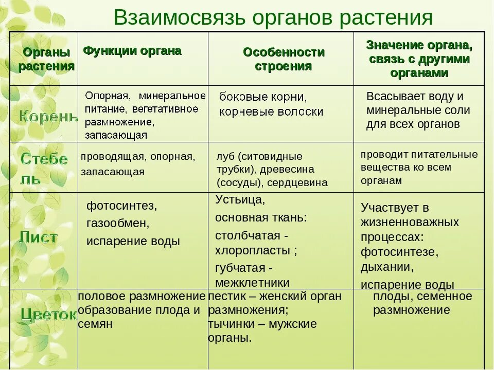 Охарактеризуйте особенности строения и функции. Органы растений и их функции таблица. таблица по биологии 6 класс ткани растений органы растений. вегетативные органы растений и их функции. органы цветковых растений таблица и их функции.
