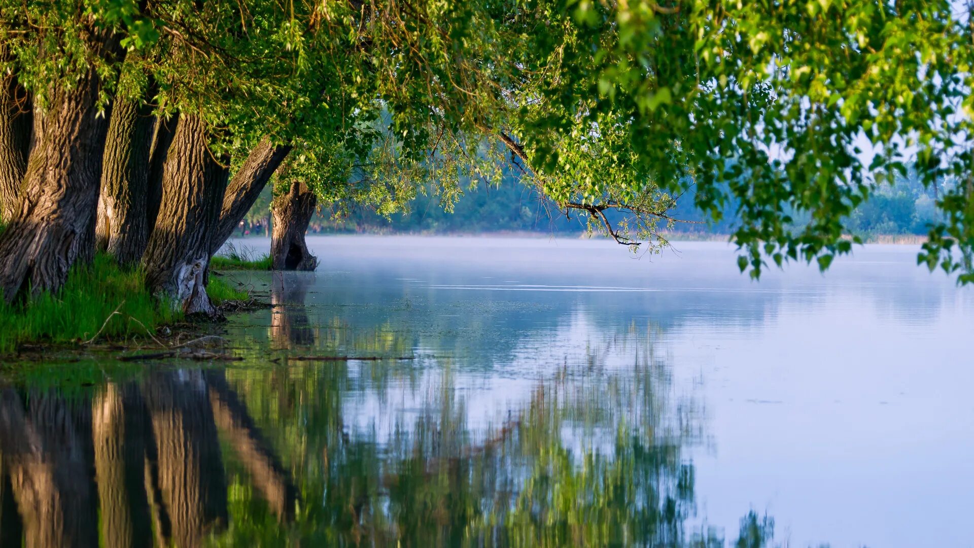 Дерево отражается в воде. Виштынецкое озеро. Природа река. Берег озера. Лето речка.