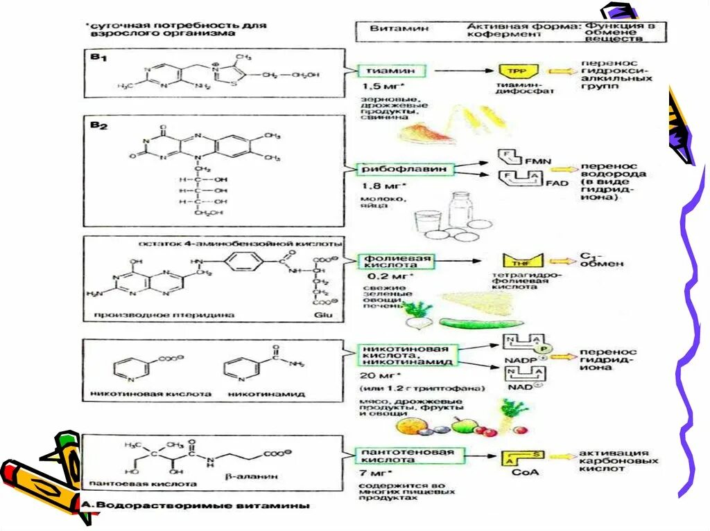 Коферменты таблица биохимия. Жирорастворимые витамины строение биохимия. Витамины коферменты биохимия. Коферменты водорастворимых витаминов. Коферментные функции витаминов