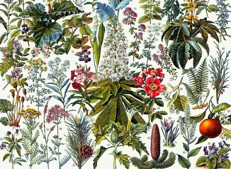 Аванта ботаника. Ботаническая иллюстрация. Винтажные принты с растениями. Старые Ботанические принты. Красивая ботаника