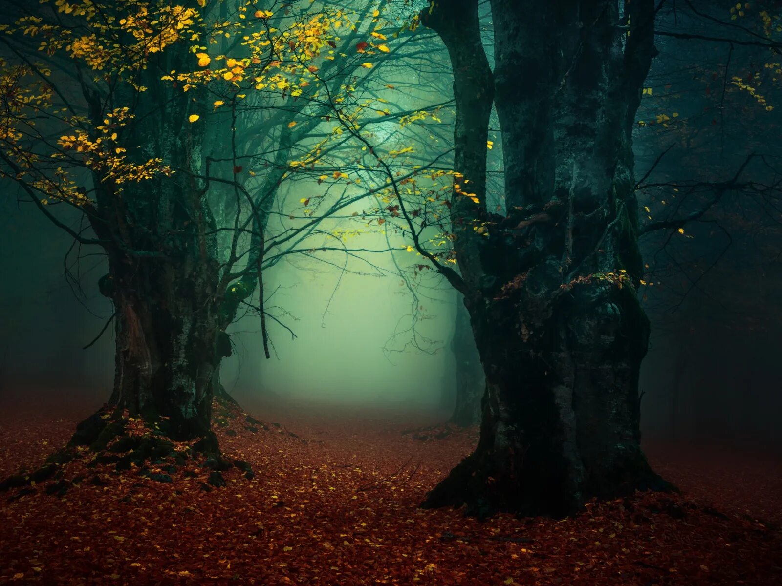 Деревья осенью ночью. Деревья осенью ночью. Дерево ночью. Осенний вечер. Деревья осенью ночью.