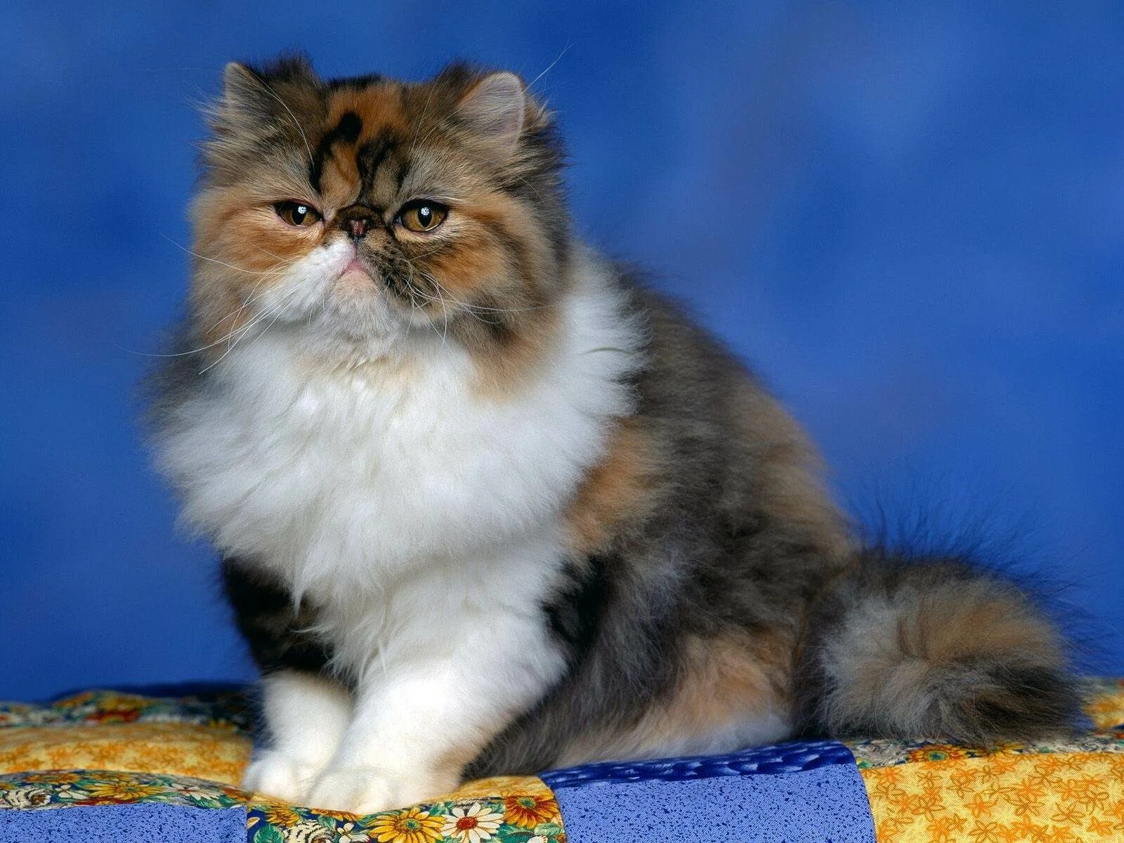 Породистые края. Трехшерстная Персидская кошка. Экзот кошка длинношерстная. Черепаховый экзот. Персидская черепаховая кошка.