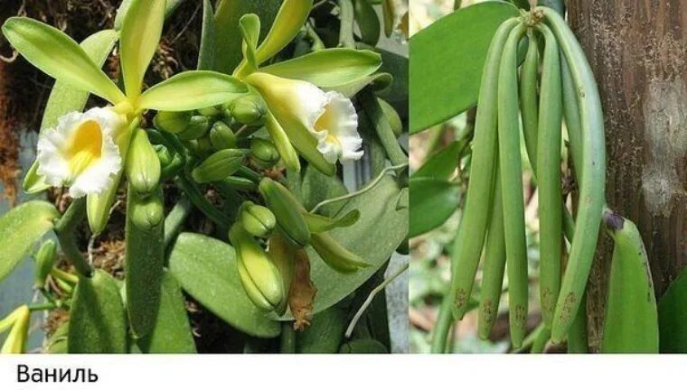 Vanilla tree. Vanilla planifolia стручки. vanilla planifolia ваниль стручки на дереве. мадагаскарская ваниль.