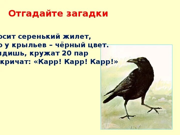 Вороны 3 русская язык. Загадка про ворона. Ворона загадка для детей. Загадка про ворону для детей. Загадка о вороне.