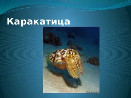 Биология 7 класс с ракушкой