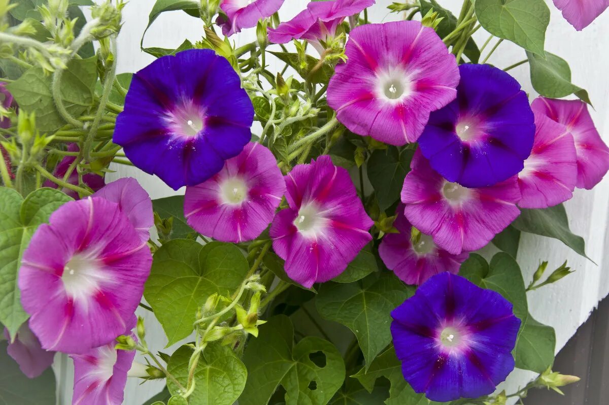 Вьюнок полевой. Вьюнок боровой многолетник. Вьюнок полевой. Вьюнок садовый ипомея. Вьюнок конвольвулюс блу.