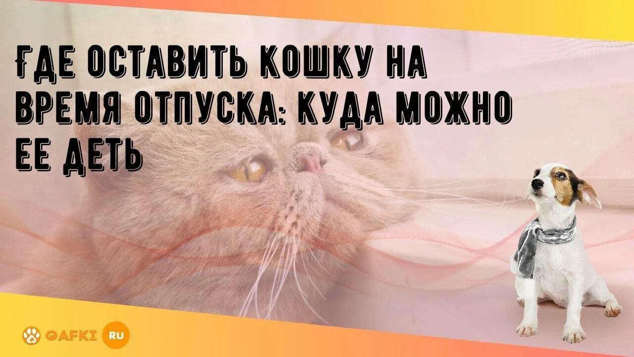 Оставить кошку на время отпуска