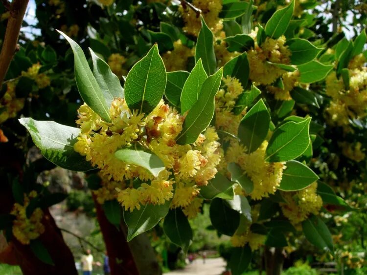 5 Laurus Nobilis Bay Leaf Laurel Rare Tropical Plant Tree Seeds USA Seller e