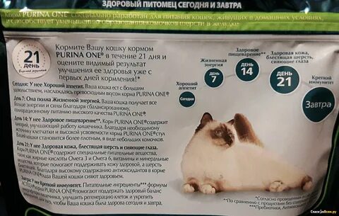 Чем кормить котенка лучшие корма
