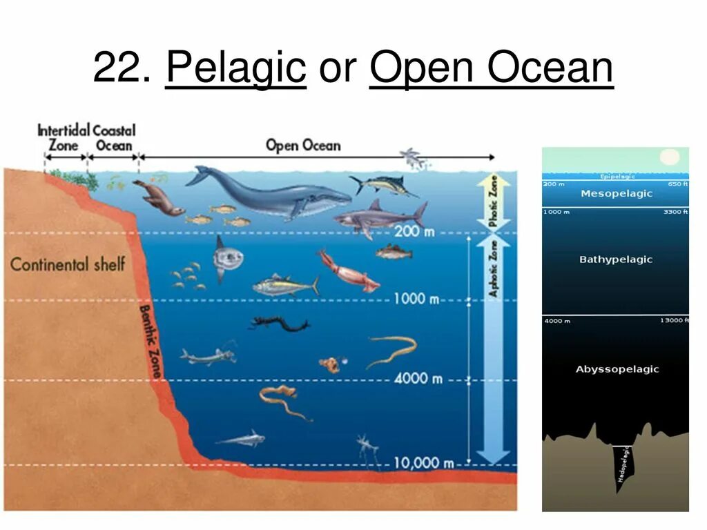 Зоны океана. Зоны глубины океана. Слои воды в море. Распределение глубин в океане.