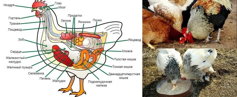 Как спаривается петух. Анатомия кур пищеварение. Оплодотворение куриц схема.