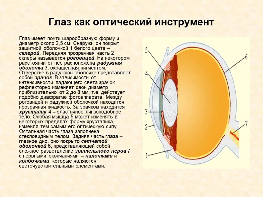 Глаз имеет оптическую силу. Глаз и оптические приборы. Оптическое устройство глаза. Глаз как оптический инструмент. Глаз сложный оптический прибор.