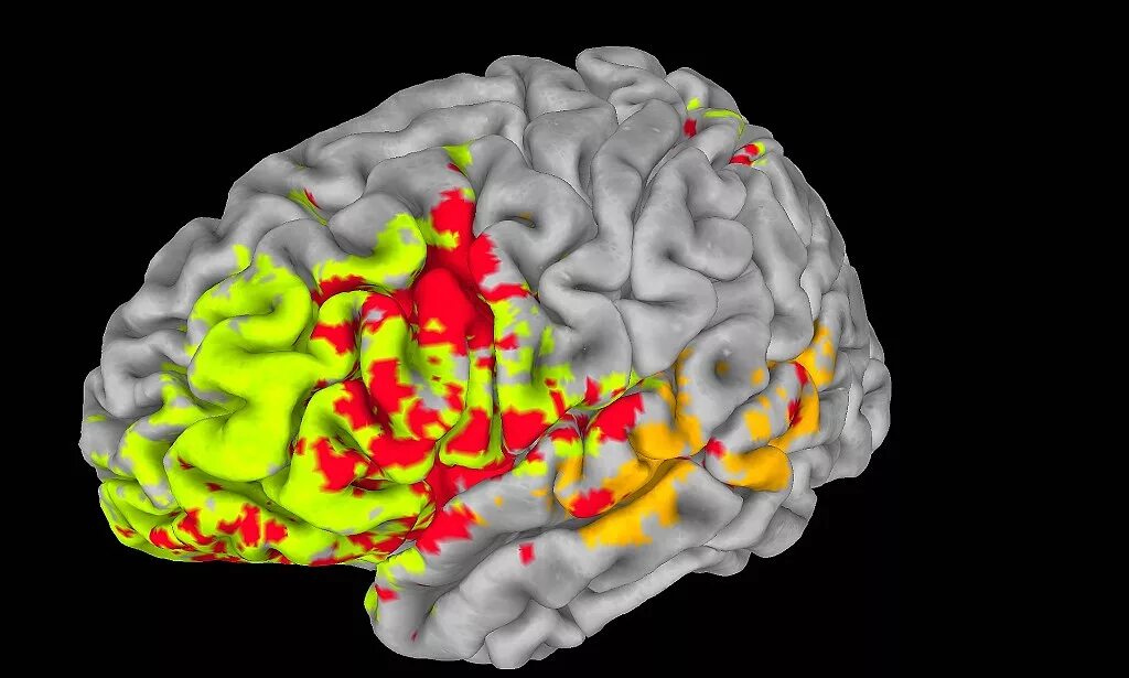 Brain карта. Карта мозга. Мозг рисунок.