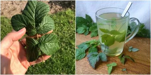 Листья малины чай из листьев малины